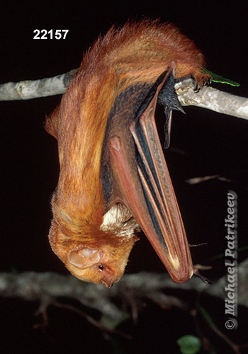 Eastern Red Bat (Lasiurus borealis)